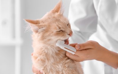 Staying Ahead of Dental Disease