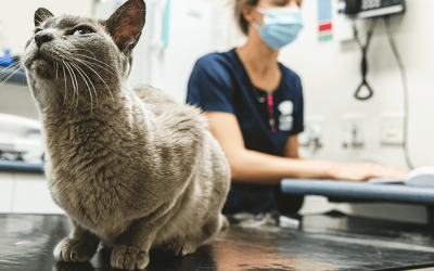 Radioactive Iodine Treatment